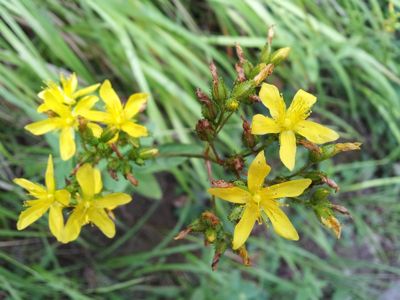 Hypericum montanum